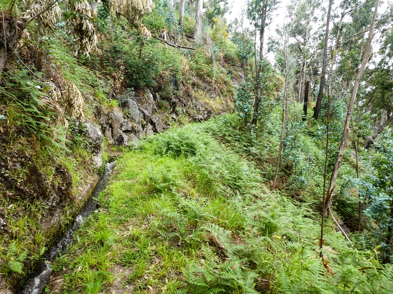 10.05.2019 Von Meia Legua nach Pomar de Rocha, auf die Levada do Lombo do Mouro und Abstieg über Furnas — Der Levada do Lombo do Mouro entlang zum Abstiegsweg nach Furnas — Foto 32