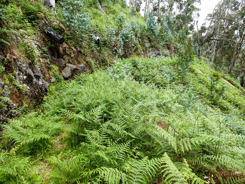 10.05.2019 Von Meia Legua nach Pomar de Rocha, auf die Levada do Lombo do Mouro und Abstieg über Furnas — Der Levada do Lombo do Mouro entlang zum Abstiegsweg nach Furnas — Foto 33