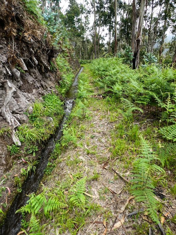 10.05.2019 Von Meia Legua nach Pomar de Rocha, auf die Levada do Lombo do Mouro und Abstieg über Furnas — Der Levada do Lombo do Mouro entlang zum Abstiegsweg nach Furnas — Foto 34