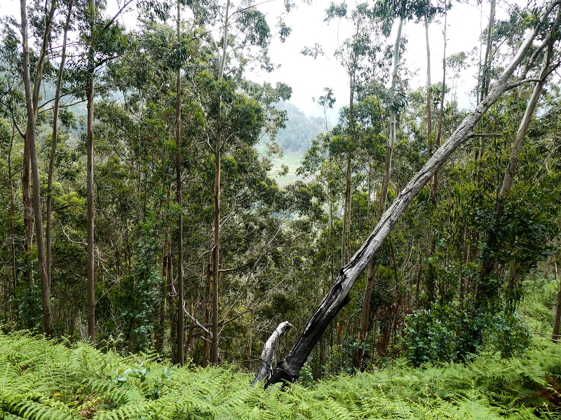 10.05.2019 Von Meia Legua nach Pomar de Rocha, auf die Levada do Lombo do Mouro und Abstieg über Furnas — Der Levada do Lombo do Mouro entlang zum Abstiegsweg nach Furnas — Foto 35