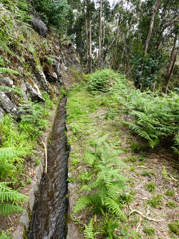 10.05.2019 Von Meia Legua nach Pomar de Rocha, auf die Levada do Lombo do Mouro und Abstieg über Furnas — Der Levada do Lombo do Mouro entlang zum Abstiegsweg nach Furnas — Foto 36