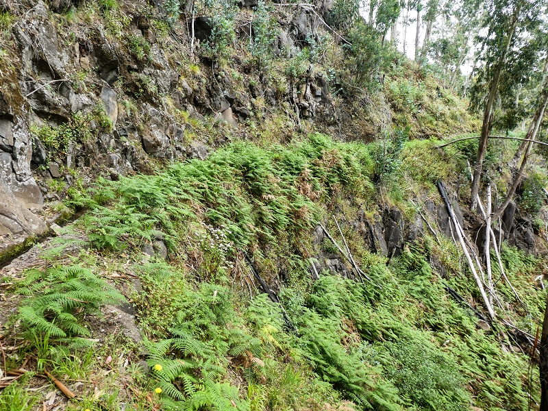 10.05.2019 Von Meia Legua nach Pomar de Rocha, auf die Levada do Lombo do Mouro und Abstieg über Furnas — Der Levada do Lombo do Mouro entlang zum Abstiegsweg nach Furnas — Foto 38