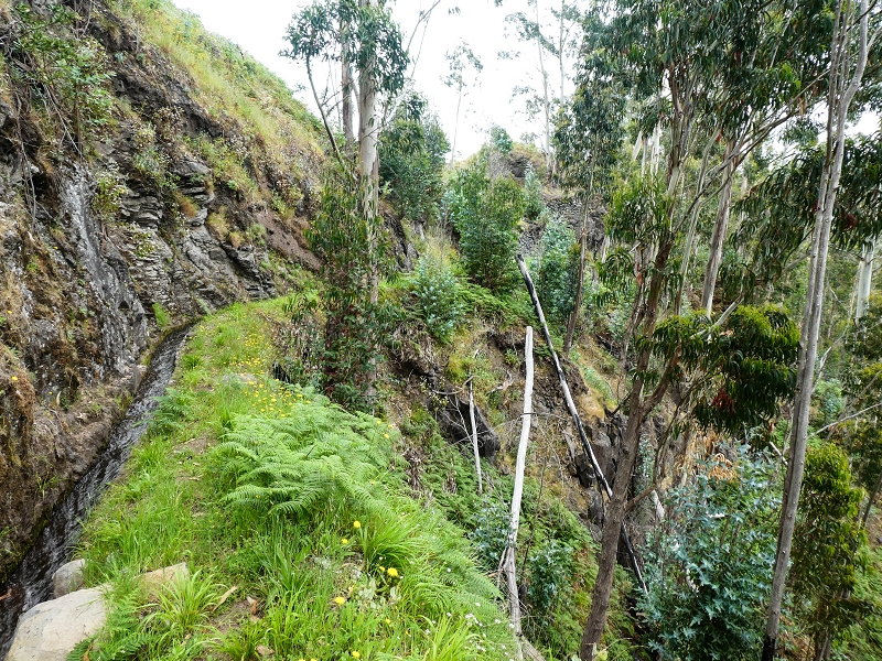 10.05.2019 Von Meia Legua nach Pomar de Rocha, auf die Levada do Lombo do Mouro und Abstieg über Furnas — Der Levada do Lombo do Mouro entlang zum Abstiegsweg nach Furnas — Foto 39