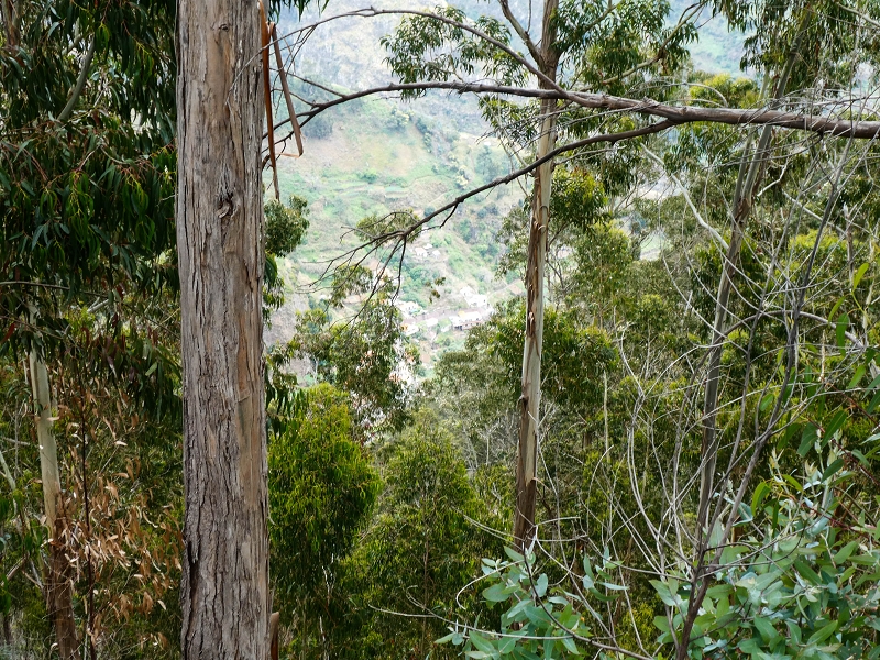 10.05.2019 Von Meia Legua nach Pomar de Rocha, auf die Levada do Lombo do Mouro und Abstieg über Furnas — Der Levada do Lombo do Mouro entlang zum Abstiegsweg nach Furnas — Foto 41