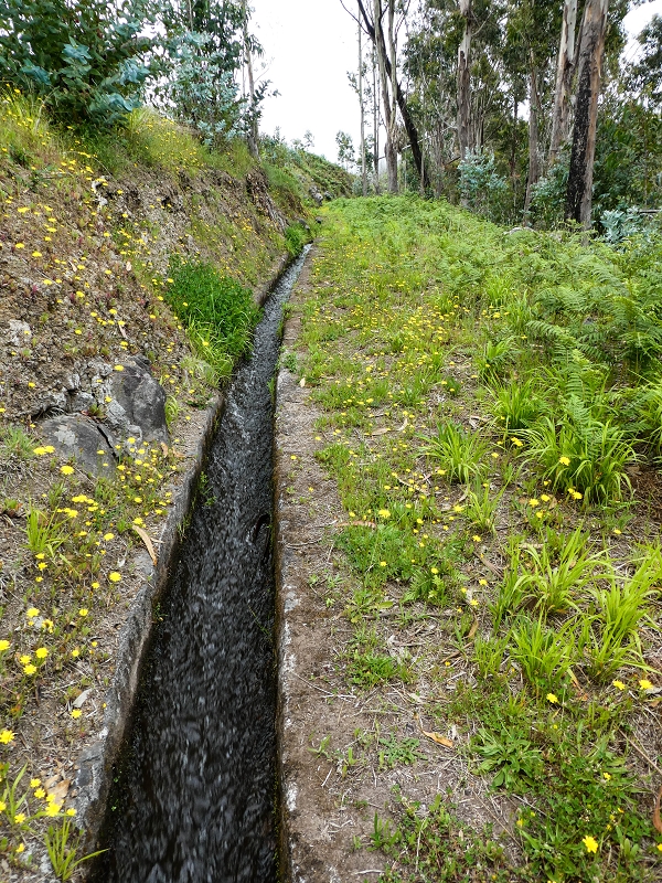 10.05.2019 Von Meia Legua nach Pomar de Rocha, auf die Levada do Lombo do Mouro und Abstieg über Furnas — Der Levada do Lombo do Mouro entlang zum Abstiegsweg nach Furnas — Foto 43