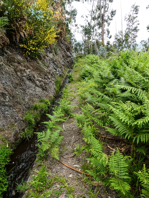 10.05.2019 Von Meia Legua nach Pomar de Rocha, auf die Levada do Lombo do Mouro und Abstieg über Furnas — Der Levada do Lombo do Mouro entlang zum Abstiegsweg nach Furnas — Foto 44