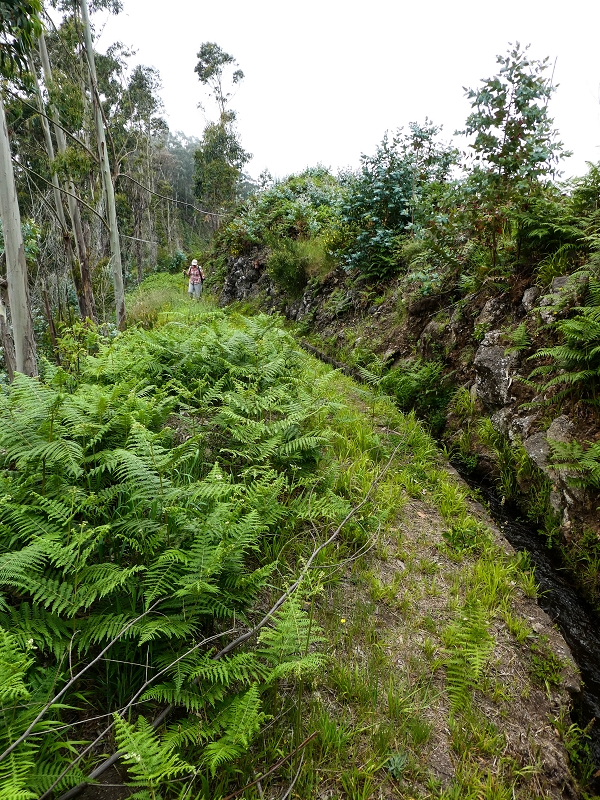 10.05.2019 Von Meia Legua nach Pomar de Rocha, auf die Levada do Lombo do Mouro und Abstieg über Furnas — Der Levada do Lombo do Mouro entlang zum Abstiegsweg nach Furnas — Foto 45