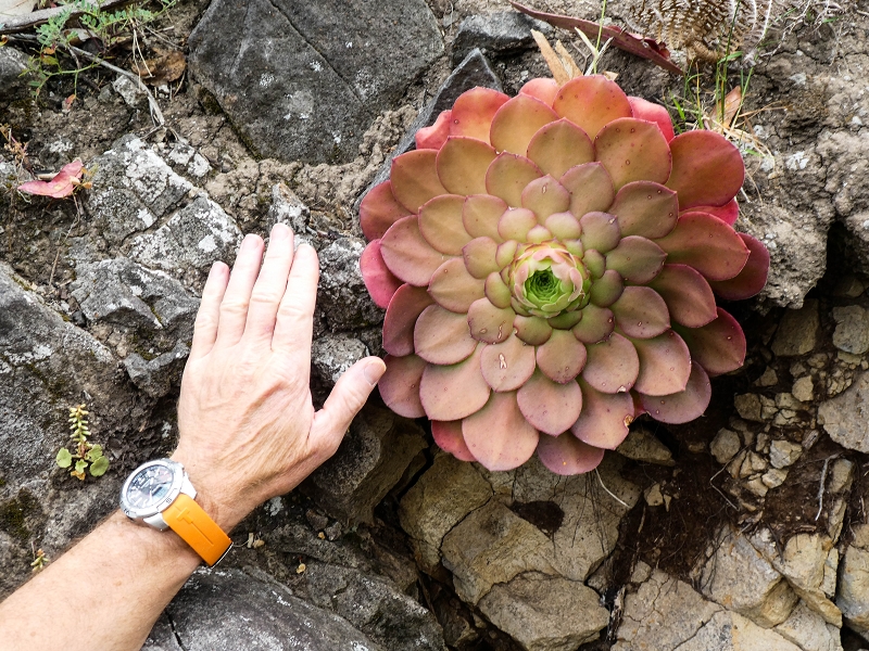 10.05.2019 Von Meia Legua nach Pomar de Rocha, auf die Levada do Lombo do Mouro und Abstieg über Furnas — Der Levada do Lombo do Mouro entlang zum Abstiegsweg nach Furnas — Foto 46