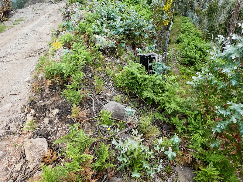 Levada do Lombo do Mouro — Nach der Furnaspiste verläuft die Levada deutlich neben der Schotterpiste mit eigenem Weg — Foto 1