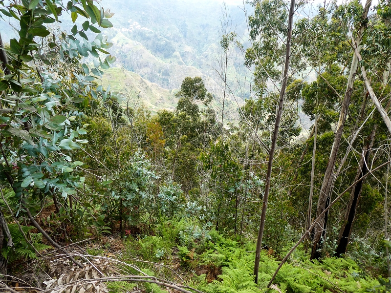 10.05.2019 Von Meia Legua nach Pomar de Rocha, auf die Levada do Lombo do Mouro und Abstieg über Furnas — Der Levada do Lombo do Mouro entlang zum Abstiegsweg nach Furnas — Foto 48