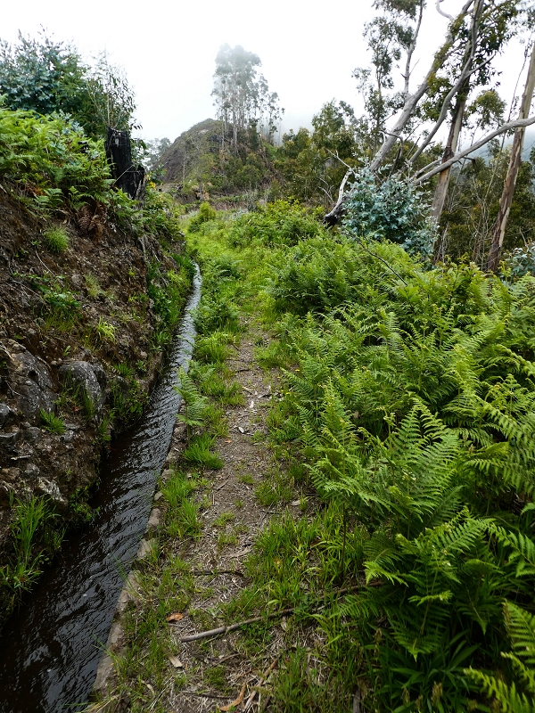 10.05.2019 Von Meia Legua nach Pomar de Rocha, auf die Levada do Lombo do Mouro und Abstieg über Furnas — Der Levada do Lombo do Mouro entlang zum Abstiegsweg nach Furnas — Foto 49