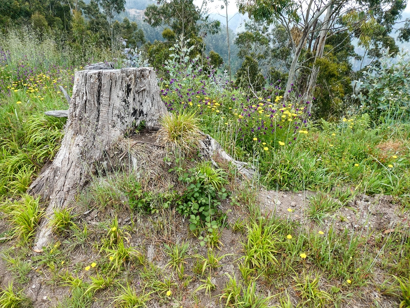 10.05.2019 Von Meia Legua nach Pomar de Rocha, auf die Levada do Lombo do Mouro und Abstieg über Furnas — Der Levada do Lombo do Mouro entlang zum Abstiegsweg nach Furnas — Foto 50