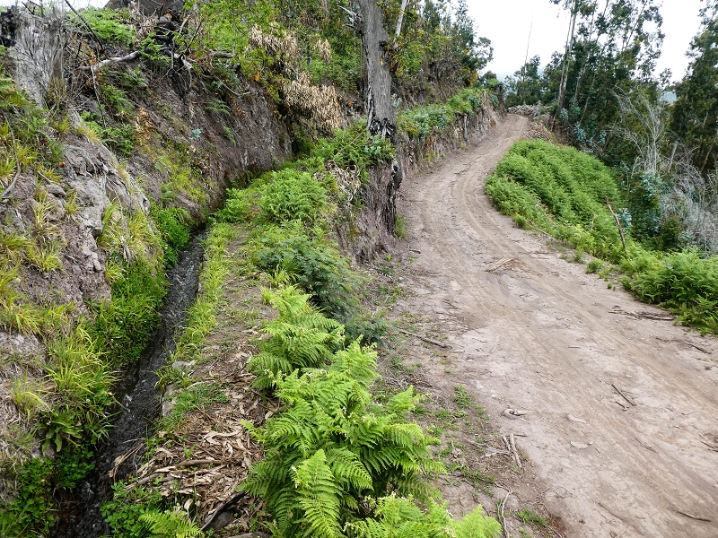 10.05.2019 Von Meia Legua nach Pomar de Rocha, auf die Levada do Lombo do Mouro und Abstieg über Furnas — Der Levada do Lombo do Mouro entlang zum Abstiegsweg nach Furnas — Foto 53
