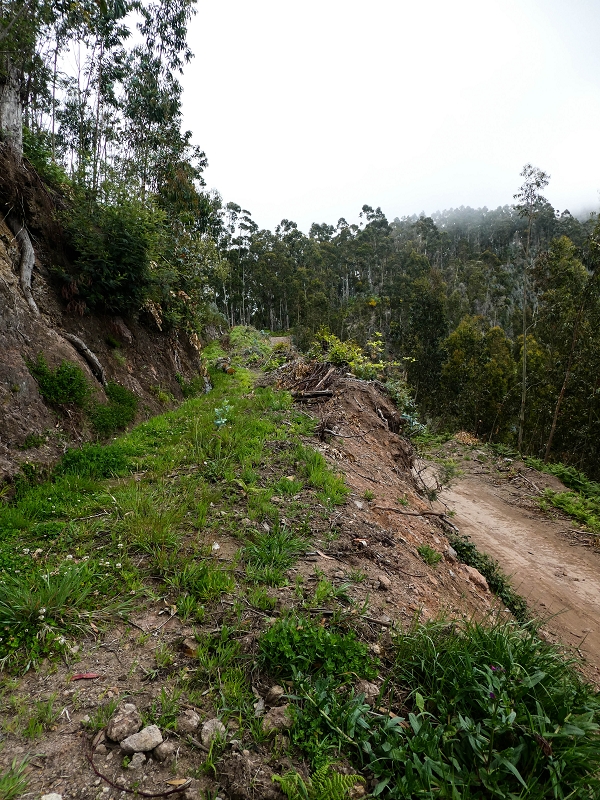 10.05.2019 Von Meia Legua nach Pomar de Rocha, auf die Levada do Lombo do Mouro und Abstieg über Furnas — Der Levada do Lombo do Mouro entlang zum Abstiegsweg nach Furnas — Foto 55