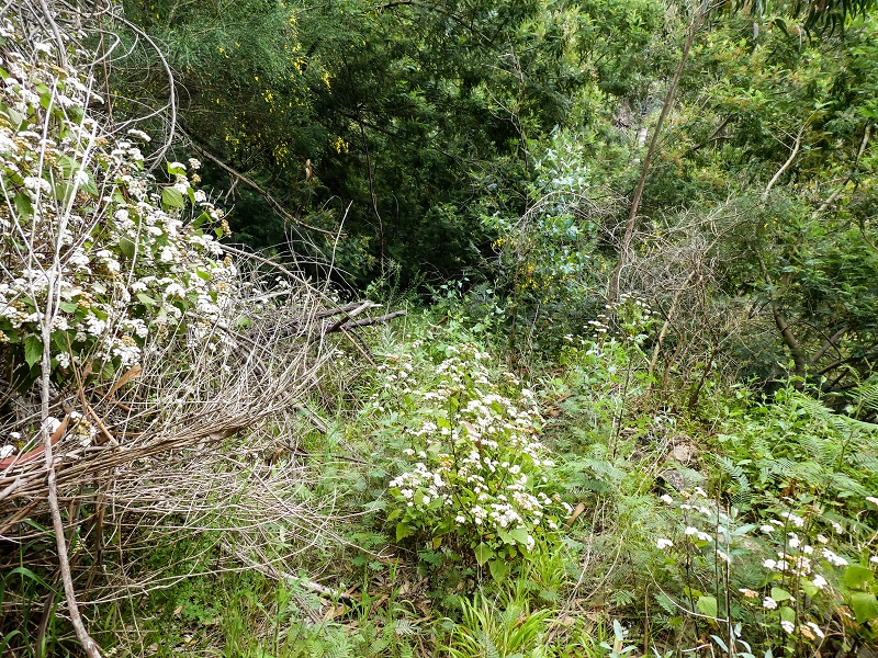 10.05.2019 Von Meia Legua nach Pomar de Rocha, auf die Levada do Lombo do Mouro und Abstieg über Furnas — Abstieg nach Furnas — Foto 1