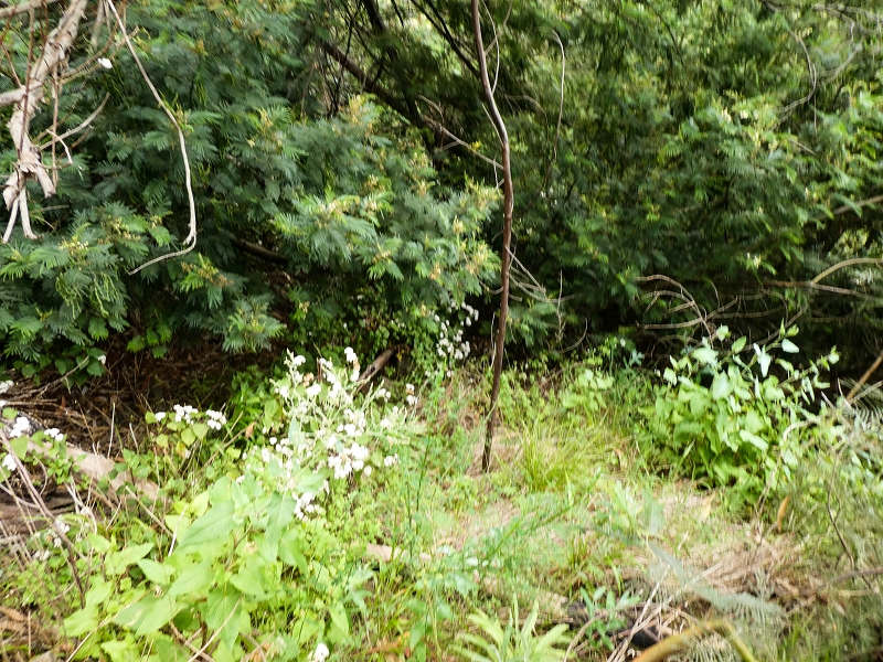 10.05.2019 Von Meia Legua nach Pomar de Rocha, auf die Levada do Lombo do Mouro und Abstieg über Furnas — Abstieg nach Furnas — Foto 2