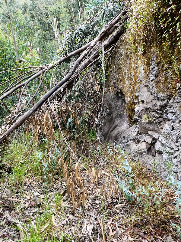 10.05.2019 Von Meia Legua nach Pomar de Rocha, auf die Levada do Lombo do Mouro und Abstieg über Furnas — Abstieg nach Furnas — Foto 3