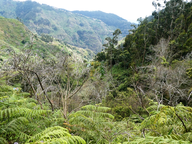 10.05.2019 Von Meia Legua nach Pomar de Rocha, auf die Levada do Lombo do Mouro und Abstieg über Furnas — Abstieg nach Furnas — Foto 4