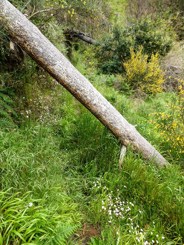 10.05.2019 Von Meia Legua nach Pomar de Rocha, auf die Levada do Lombo do Mouro und Abstieg über Furnas — Abstieg nach Furnas — Foto 7