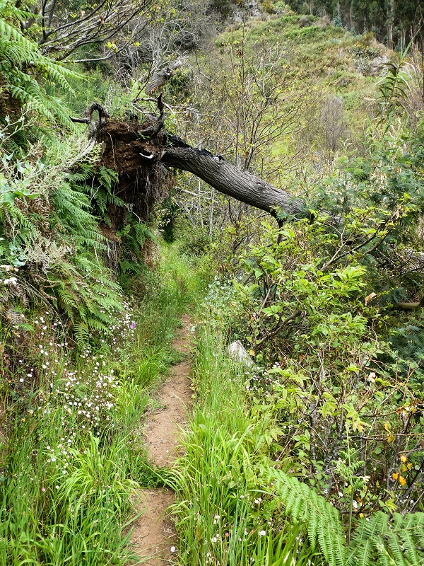 10.05.2019 Von Meia Legua nach Pomar de Rocha, auf die Levada do Lombo do Mouro und Abstieg über Furnas — Abstieg nach Furnas — Foto 8