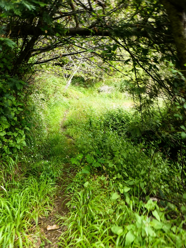 10.05.2019 Von Meia Legua nach Pomar de Rocha, auf die Levada do Lombo do Mouro und Abstieg über Furnas — Abstieg nach Furnas — Foto 9