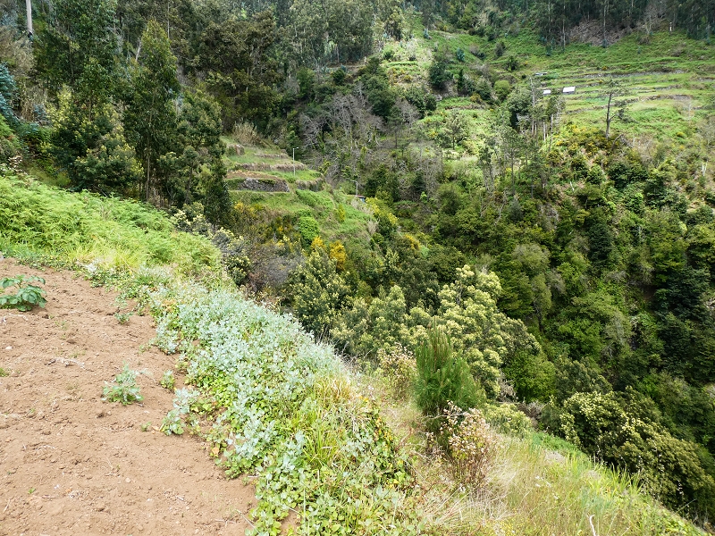 10.05.2019 Von Meia Legua nach Pomar de Rocha, auf die Levada do Lombo do Mouro und Abstieg über Furnas — Abstieg nach Furnas — Foto 12