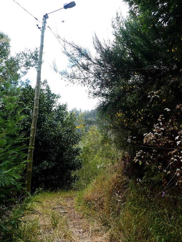 10.05.2019 Von Meia Legua nach Pomar de Rocha, auf die Levada do Lombo do Mouro und Abstieg über Furnas — Abstieg nach Furnas — Foto 20