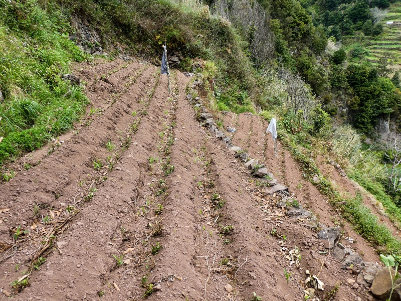 10.05.2019 Von Meia Legua nach Pomar de Rocha, auf die Levada do Lombo do Mouro und Abstieg über Furnas — Abstieg nach Furnas — Foto 22