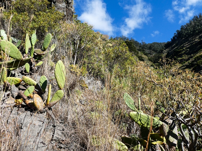 10.05.2019 Von Meia Legua nach Pomar de Rocha, auf die Levada do Lombo do Mouro und Abstieg über Furnas — Aufstieg zum überhängenden Felsblock — Foto 18