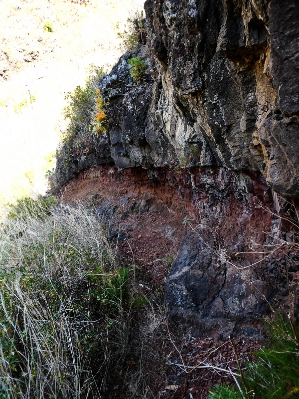10.05.2019 Von Meia Legua nach Pomar de Rocha, auf die Levada do Lombo do Mouro und Abstieg über Furnas — Weiter durchs Schilfrohr und steil weiter zum Beginn der ersten Felder — Foto 1