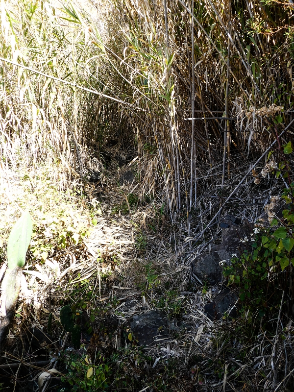 10.05.2019 Von Meia Legua nach Pomar de Rocha, auf die Levada do Lombo do Mouro und Abstieg über Furnas — Weiter durchs Schilfrohr und steil weiter zum Beginn der ersten Felder — Foto 2