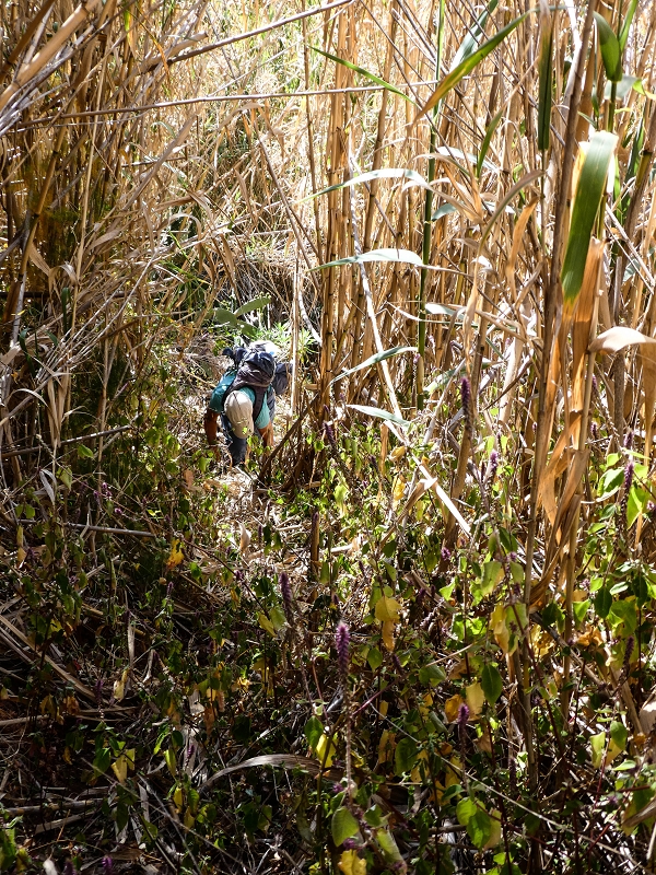 10.05.2019 Von Meia Legua nach Pomar de Rocha, auf die Levada do Lombo do Mouro und Abstieg über Furnas — Weiter durchs Schilfrohr und steil weiter zum Beginn der ersten Felder — Foto 4
