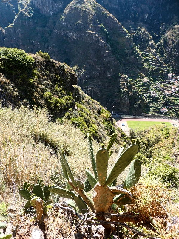 10.05.2019 Von Meia Legua nach Pomar de Rocha, auf die Levada do Lombo do Mouro und Abstieg über Furnas — Weiter durchs Schilfrohr und steil weiter zum Beginn der ersten Felder — Foto 8