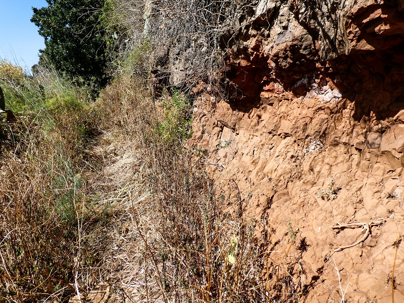 10.05.2019 Von Meia Legua nach Pomar de Rocha, auf die Levada do Lombo do Mouro und Abstieg über Furnas — Weiter durchs Schilfrohr und steil weiter zum Beginn der ersten Felder — Foto 10