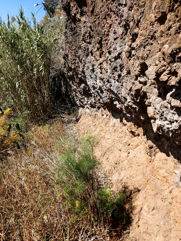 10.05.2019 Von Meia Legua nach Pomar de Rocha, auf die Levada do Lombo do Mouro und Abstieg über Furnas — Weiter durchs Schilfrohr und steil weiter zum Beginn der ersten Felder — Foto 11