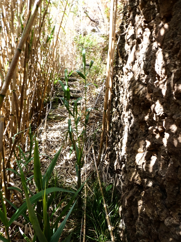 10.05.2019 Von Meia Legua nach Pomar de Rocha, auf die Levada do Lombo do Mouro und Abstieg über Furnas — Weiter durchs Schilfrohr und steil weiter zum Beginn der ersten Felder — Foto 12
