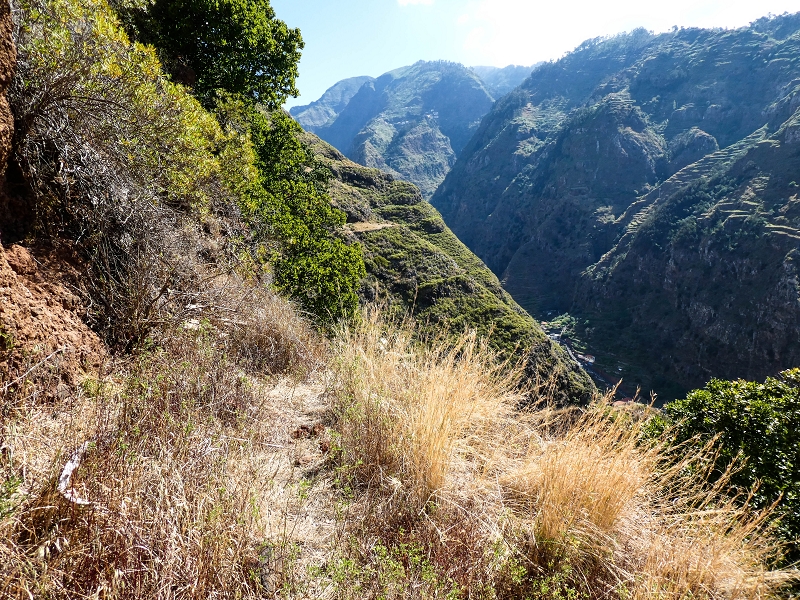10.05.2019 Von Meia Legua nach Pomar de Rocha, auf die Levada do Lombo do Mouro und Abstieg über Furnas — Weiter durchs Schilfrohr und steil weiter zum Beginn der ersten Felder — Foto 13
