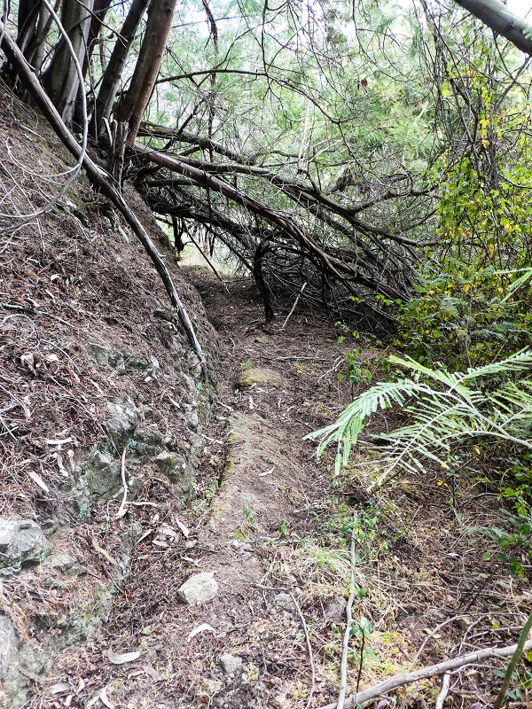 10.05.2019 Von Meia Legua nach Pomar de Rocha, auf die Levada do Lombo do Mouro und Abstieg über Furnas — Aufstieg ins Tal der Ribeira dos Fontes zum Ende der Stichstrasse — Foto 9