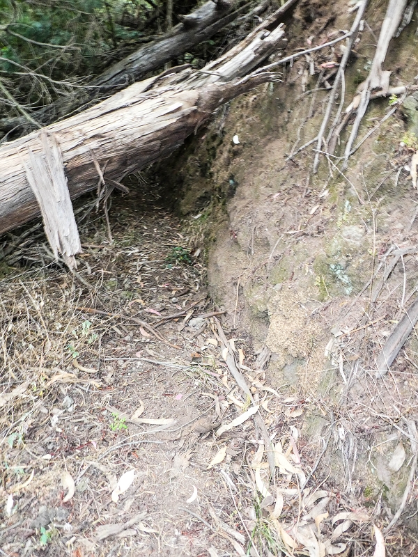 10.05.2019 Von Meia Legua nach Pomar de Rocha, auf die Levada do Lombo do Mouro und Abstieg über Furnas — Aufstieg ins Tal der Ribeira dos Fontes zum Ende der Stichstrasse — Foto 11
