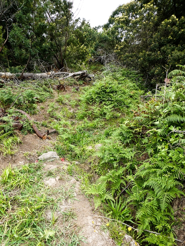 10.05.2019 Von Meia Legua nach Pomar de Rocha, auf die Levada do Lombo do Mouro und Abstieg über Furnas — Über die kleine Levada hoch zur Furnasstrasse — Foto 5