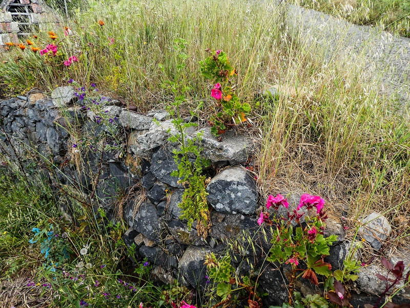 10.05.2019 Von Meia Legua nach Pomar de Rocha, auf die Levada do Lombo do Mouro und Abstieg über Furnas — Über die kleine Levada hoch zur Furnasstrasse — Foto 12