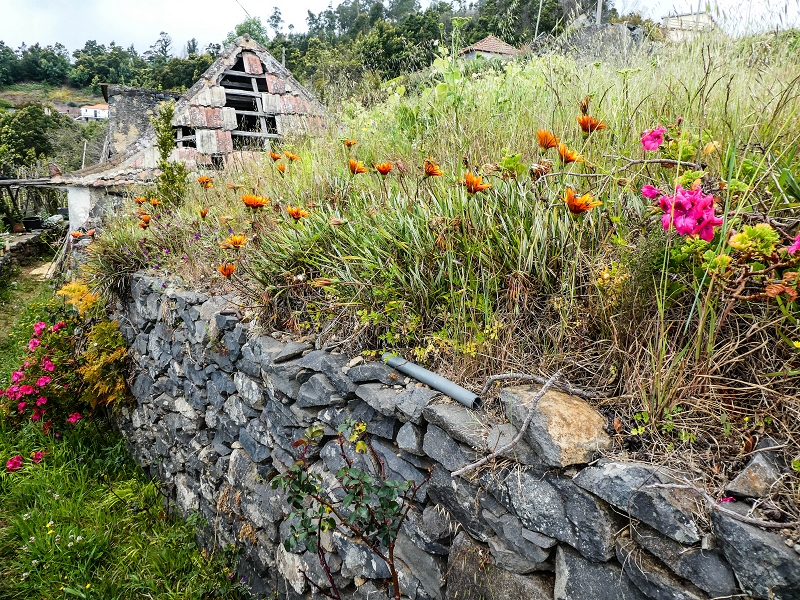 10.05.2019 Von Meia Legua nach Pomar de Rocha, auf die Levada do Lombo do Mouro und Abstieg über Furnas — Über die kleine Levada hoch zur Furnasstrasse — Foto 13