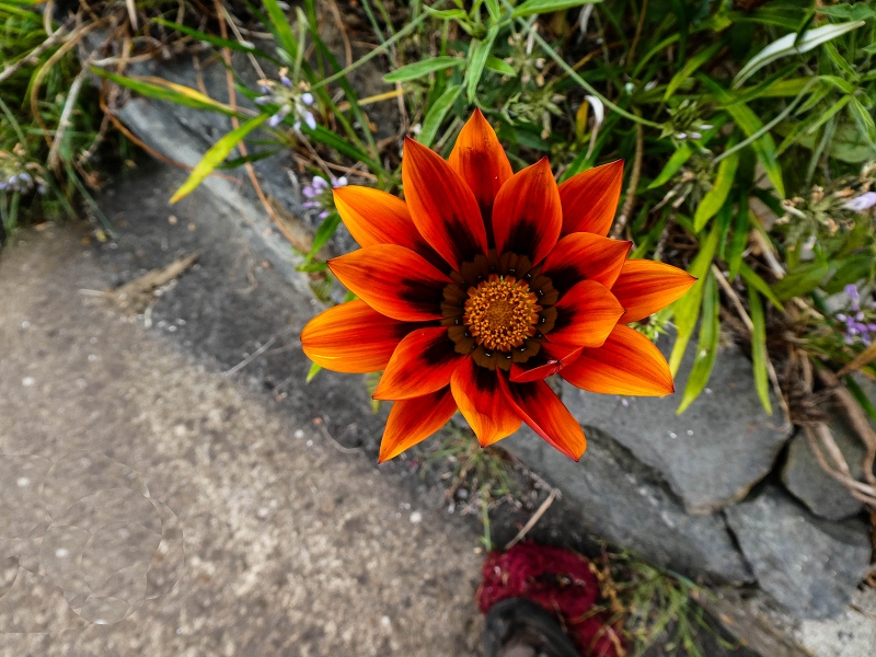 10.05.2019 Von Meia Legua nach Pomar de Rocha, auf die Levada do Lombo do Mouro und Abstieg über Furnas — Über die kleine Levada hoch zur Furnasstrasse — Foto 14