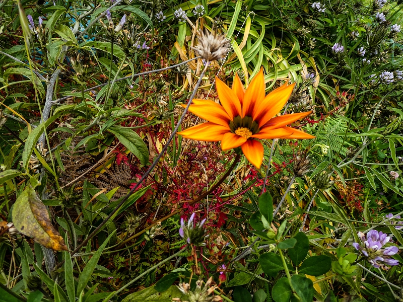 10.05.2019 Von Meia Legua nach Pomar de Rocha, auf die Levada do Lombo do Mouro und Abstieg über Furnas — Über die kleine Levada hoch zur Furnasstrasse — Foto 15