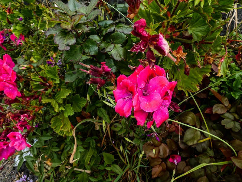 10.05.2019 Von Meia Legua nach Pomar de Rocha, auf die Levada do Lombo do Mouro und Abstieg über Furnas — Über die kleine Levada hoch zur Furnasstrasse — Foto 16