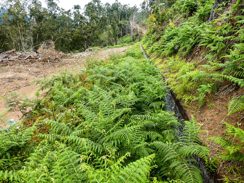 10.05.2019 Von Meia Legua nach Pomar de Rocha, auf die Levada do Lombo do Mouro und Abstieg über Furnas — Der Levada do Lombo do Mouro entlang zum Abstiegsweg nach Furnas — Foto 5