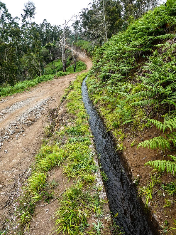 10.05.2019 Von Meia Legua nach Pomar de Rocha, auf die Levada do Lombo do Mouro und Abstieg über Furnas — Der Levada do Lombo do Mouro entlang zum Abstiegsweg nach Furnas — Foto 6