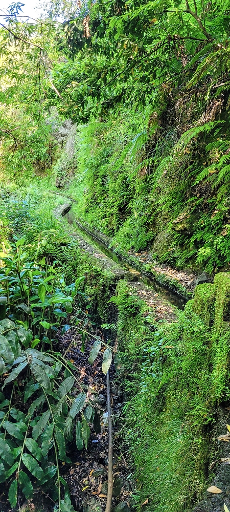 10.06.2022 Anstrengende Einstiegswanderung im Norden — Auf der Levada das Faias — Foto 10