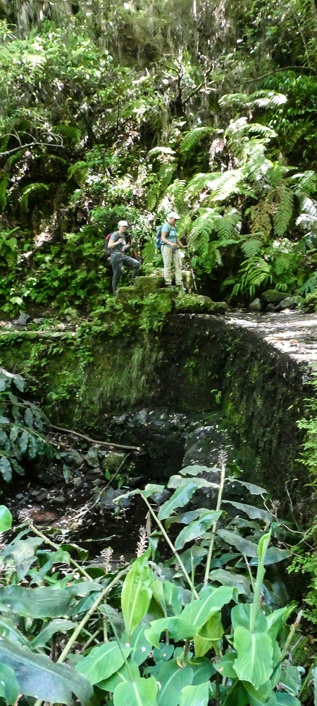 10.06.2022 Anstrengende Einstiegswanderung im Norden — Auf der Levada das Faias — Foto 12