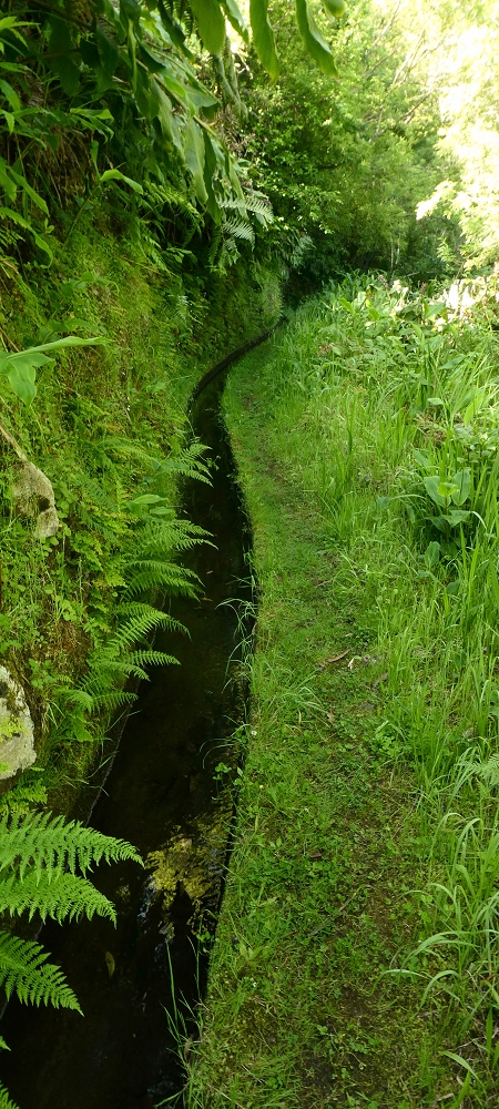 10.06.2022 Anstrengende Einstiegswanderung im Norden — Auf der Levada das Faias — Foto 14